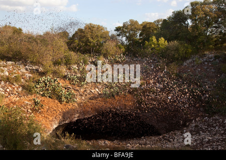 Mexican Freetail bats Tadarida brasiliensis in flight emerging from Bracken Cave Texas USA Stock Photo