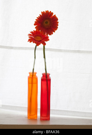 Gerberas in a flower vase. Stock Photo