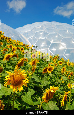 sunflowers in full flower outside the biomes at the eden project in cornwall, uk