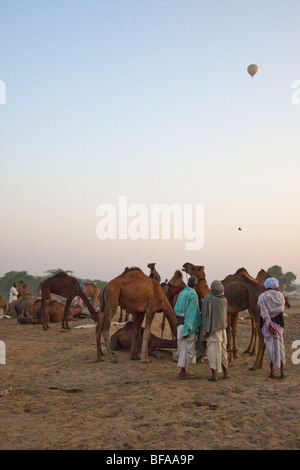 Camels and hot air balloon at the Camel Fair in Pushkar India Stock Photo