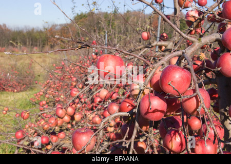 fuji apples growing in an  orchard Indian Ladder Farm Altamant NY Stock Photo