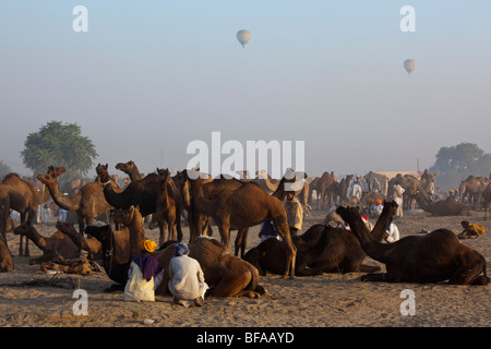 Camels and hot air balloons at the Camel Fair in Pushkar India Stock Photo