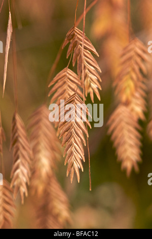 Northern or inland sea oat seed heads in autumn. Native to eastern and midwestern USA. Stock Photo