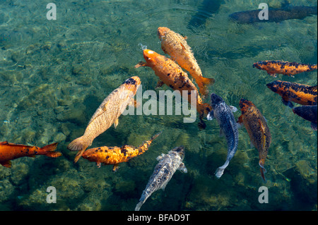 Koi carp in the mill pond at Tapolca - Balaton, Hungary Stock Photo