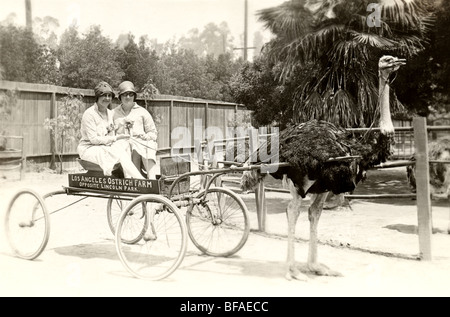 Woman Riding Ostrich Cart Stock Photo - Alamy