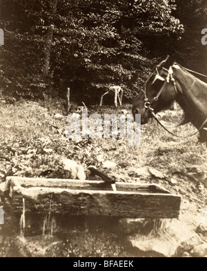 Horse at Drinking Trough Not Drinking Stock Photo