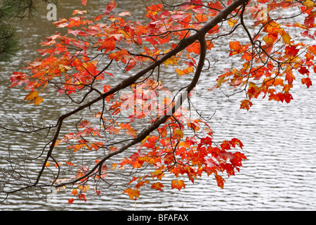 Red maple leaves at Allegany State Park, New York Stock Photo