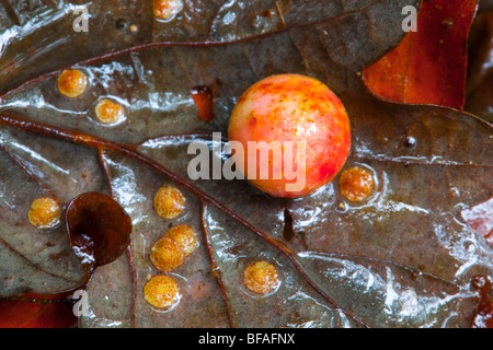 Spangle Galls caused by Neuroterus quercusbaccarum and Cherry Gall caused by Cynips quercusfolii wasps Stock Photo