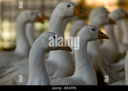 Free range, organic Embden white geese in a barn on a farm. Stock Photo