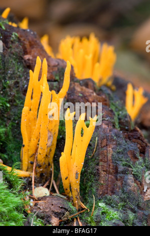 Jelly Antler Fungus; Calocera viscosa; woodland; Cornwall Stock Photo