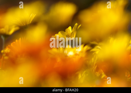 Namaqualand Daisy, Dimorphotheca, Sinuata, yellow, orange Stock Photo