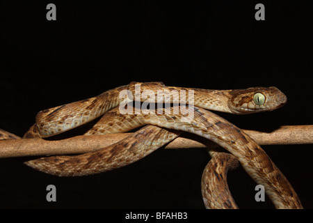 COMMON CAT SNAKE Boiga trigonata Mildly Venomous, Common. Indian Gamma Snake. Verticle pulpil like that of the cat. Mumbai Stock Photo