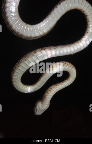 COMMON CAT SNAKE Boiga trigonata Mildly Venomous, Common Cat snake's underside whitish tan tiny spots silvery Stock Photo