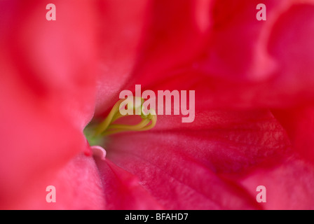 Azalea, pink azalea, magenta, stamen, close-up, close up, bright pink flower Stock Photo