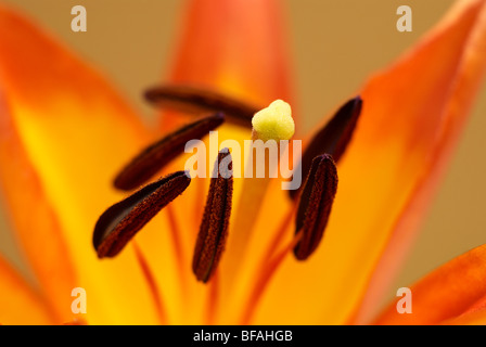 Lily, Hybrid, hybrid lily, lilium, stamen, pollen