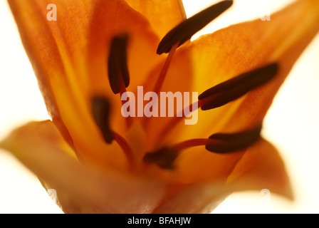 Lily, Hybrid, hybrid lily, lilium, stamen, orange flower, yellow flower, macro, focus