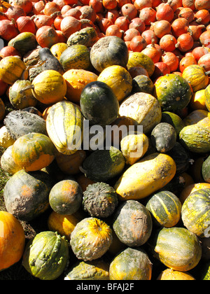 ornamental pumpkin (Cucurbita pepo convar. microcarpina) Stock Photo