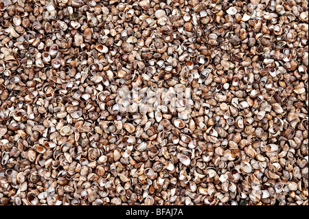 Thousands of small seashells washed up on the beach. Stock Photo