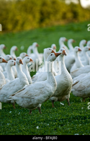 Free range, organic Embden white geese in a field on a farm. Stock Photo