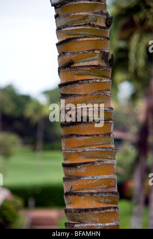 Close up of a date palm tree trunk in Maui Hawaii Stock Photo