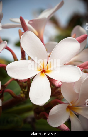 Pink Plumeria taken just after a rain shower in Maui Hawaii Stock Photo