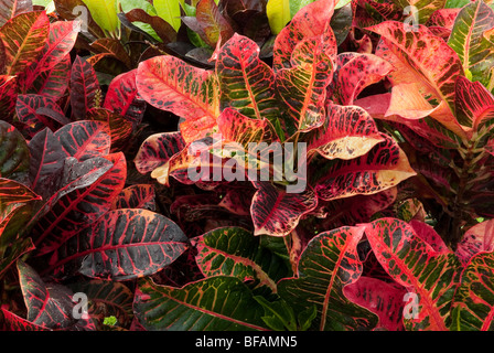 Varigated red leaves of a tropical shrub.  Part of the Croton (Codiaeum variegatum) family of plants Stock Photo