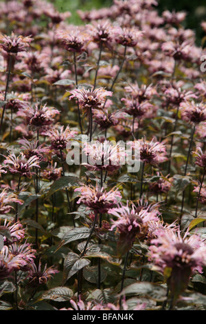 Pink Monarda fistulosa flowers Stock Photo