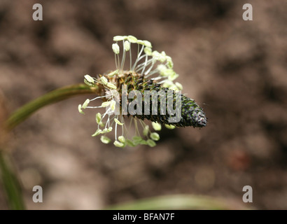 Ribwort Plantain (Plantago lanceolata) in flower Stock Photo