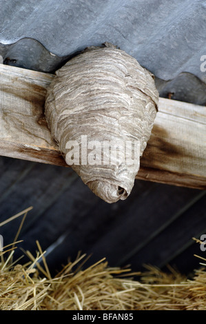 Wasp Nest, Wasps Nest or Hive, Hanging From Roof of a Barn, Blieux, Alpes-de-Haute-Provence, France Stock Photo