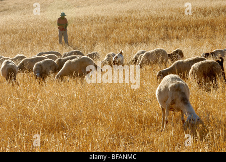 Israel, Negev desert, Bedouin shepherd and his herd of sheep Stock Photo