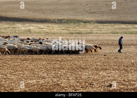 Israel, Negev desert, Bedouin shepherd and his herd of sheep Stock Photo