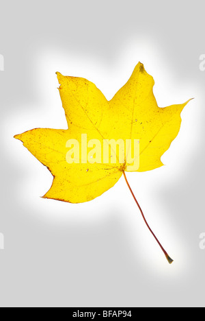 Norway Maple Acer platanoides leaf on a lightbox with a grey vignette added Stock Photo