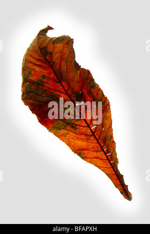 Horse Chestnut Aesculus Hippocastanum leaf on a lightbox with a grey vignette added Stock Photo