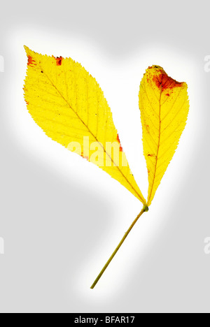 Horse Chestnut Aesculus Hippocastanum leaves on a lightbox with a grey vignette added Stock Photo
