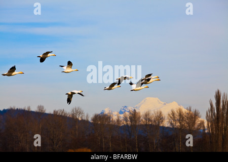 Snow geese, Fir Island, Conway, Skagit Valley, Washington with Mount Baker in background Stock Photo