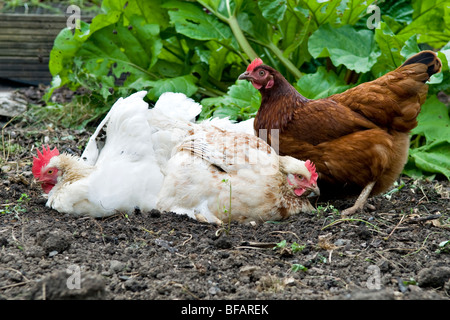 Chickens, type White Star, rhode star and a Brown Amber, in the middle of a dirt bath with rhubarb plants behind them. Stock Photo