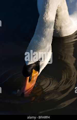 Mute swan feeding or drinking in water with water droplets on neck Stock Photo