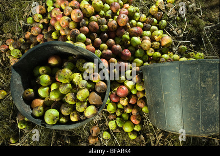 cider apples gathered ready to pick at a traditional cider orchard in Devon Stock Photo