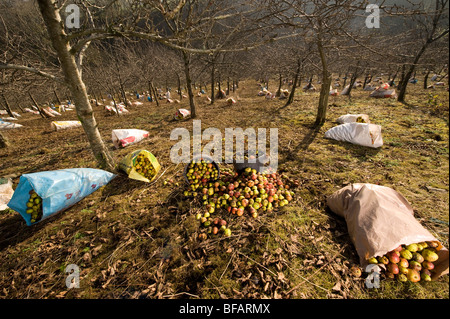 cider apples gathered ready to pick at a traditional cider orchard in Devon Stock Photo