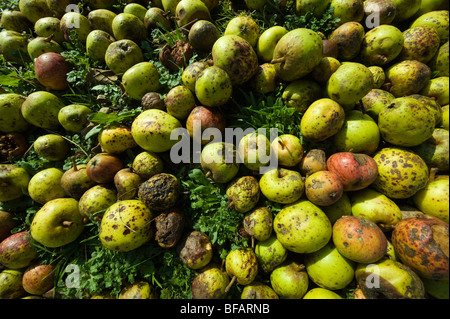 Pickers gather the last of the apple harvest at a traditional cider orchard in Devon Stock Photo