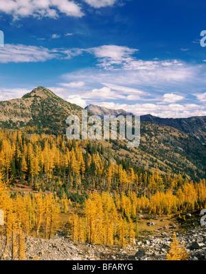Groves of Subalpine Larch (Larix lyallii) on the northern section of the Pacific Crest Trail Washington USA Stock Photo
