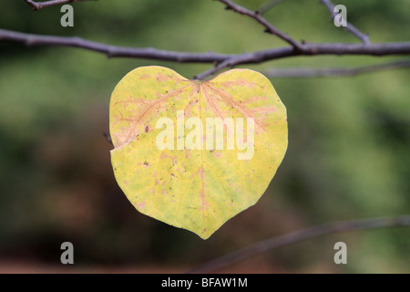The leaf of an Eastern Redbud tree Cercis Canadensis Alba fabaceae. The leaf is shot close-up hanging from a branch. Stock Photo