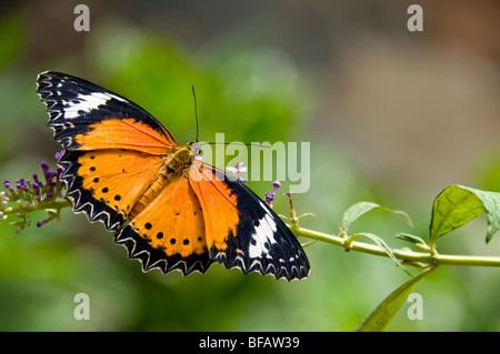 Monarch butterfly with open wings on flowers in lush sunny natural habitat Stock Photo