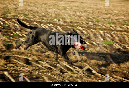 Fast running black labrador retriever in motion blur racing across harvested cornfield carrying dead pintail duck in mouth Stock Photo