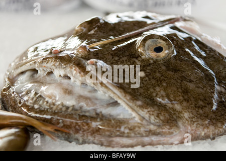 The angler, also  called fishing-frog, frog-fish or sea-devil, Lophius piscatorius, is a monkfish in the family Lophiidae. Stock Photo