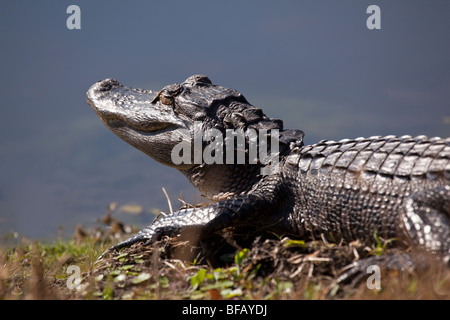 Alligator basking on the bank of a small pond in Florida Stock Photo