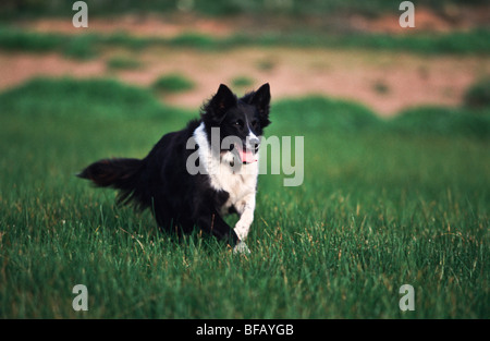 Border collie running, Australia Stock Photo