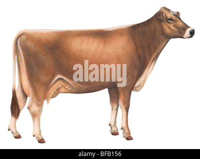 Brown Swiss Cow Stock Photo - Alamy