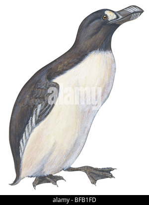 Great auk Stock Photo