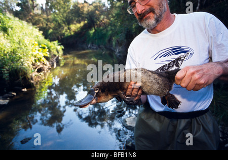 Biologist holding platypus, Australia Stock Photo